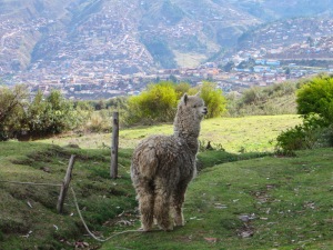 Blog Cusco Llama #9